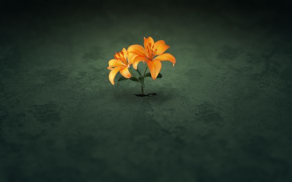 梦幻西游顺势特性多少