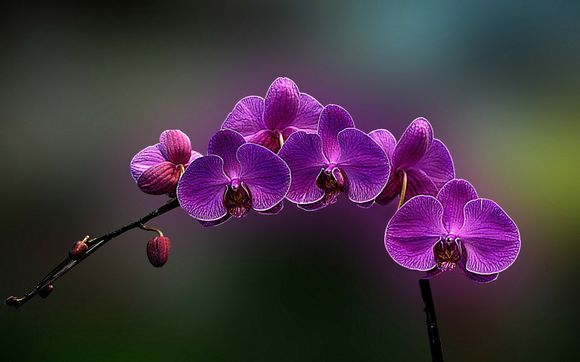 梦幻西游花有什么用