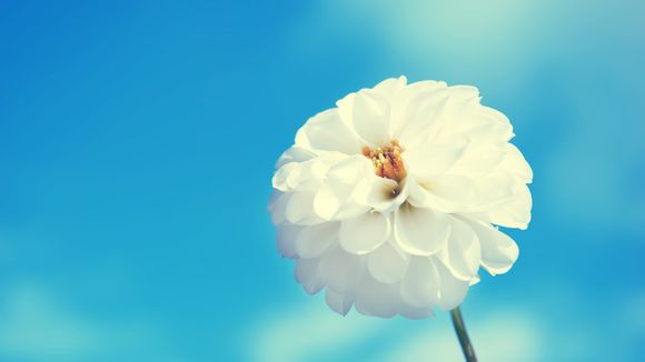 梦幻西游手游如何升级