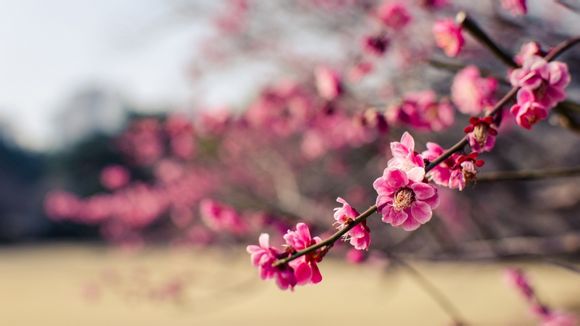 梦幻西游龙龟多少级带